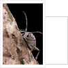 Saperda octopunctata (flat-faced longhorn beetle) by Anonymous