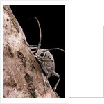 Saperda octopunctata (flat-faced longhorn beetle) by Anonymous