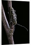 Saperda scalaris (flat-faced longhorn beetle) by Anonymous