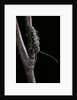 Saperda scalaris (flat-faced longhorn beetle) by Anonymous