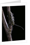Saperda scalaris (flat-faced longhorn beetle) by Anonymous