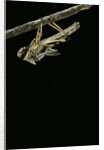 Schistocerca gregaria (desert locust) - emerging by Anonymous