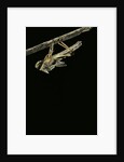 Schistocerca gregaria (desert locust) - emerging by Anonymous
