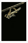 Schistocerca gregaria (desert locust) - emerging by Anonymous