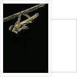 Schistocerca gregaria (desert locust) - emerging by Anonymous