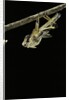Schistocerca gregaria (desert locust) - emerging by Anonymous