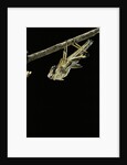 Schistocerca gregaria (desert locust) - emerging by Anonymous
