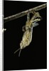 Schistocerca gregaria (desert locust) - emerging by Anonymous