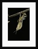 Schistocerca gregaria (desert locust) - emerging by Anonymous