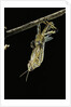 Schistocerca gregaria (desert locust) - emerging by Anonymous
