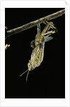 Schistocerca gregaria (desert locust) - emerging by Anonymous
