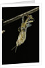Schistocerca gregaria (desert locust) - emerging by Anonymous