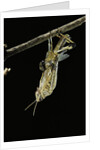 Schistocerca gregaria (desert locust) - emerging by Anonymous