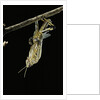 Schistocerca gregaria (desert locust) - emerging by Anonymous