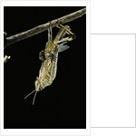 Schistocerca gregaria (desert locust) - emerging by Anonymous