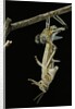 Schistocerca gregaria (desert locust) - emerging by Anonymous