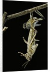 Schistocerca gregaria (desert locust) - emerging by Anonymous
