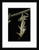 Schistocerca gregaria (desert locust) - emerging by Anonymous