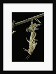 Schistocerca gregaria (desert locust) - emerging by Anonymous