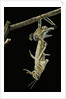 Schistocerca gregaria (desert locust) - emerging by Anonymous