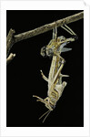 Schistocerca gregaria (desert locust) - emerging by Anonymous