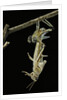 Schistocerca gregaria (desert locust) - emerging by Anonymous
