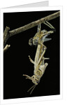 Schistocerca gregaria (desert locust) - emerging by Anonymous