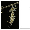 Schistocerca gregaria (desert locust) - emerging by Anonymous
