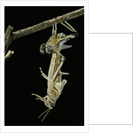 Schistocerca gregaria (desert locust) - emerging by Anonymous