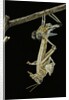 Schistocerca gregaria (desert locust) - emerging by Anonymous