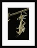 Schistocerca gregaria (desert locust) - emerging by Anonymous