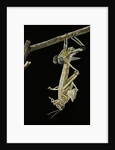 Schistocerca gregaria (desert locust) - emerging by Anonymous