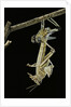 Schistocerca gregaria (desert locust) - emerging by Anonymous