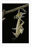 Schistocerca gregaria (desert locust) - emerging by Anonymous