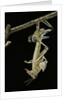 Schistocerca gregaria (desert locust) - emerging by Anonymous