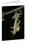 Schistocerca gregaria (desert locust) - emerging by Anonymous