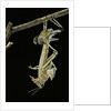 Schistocerca gregaria (desert locust) - emerging by Anonymous