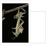 Schistocerca gregaria (desert locust) - emerging by Anonymous