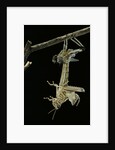 Schistocerca gregaria (desert locust) - emerging by Anonymous