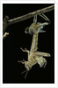Schistocerca gregaria (desert locust) - emerging by Anonymous