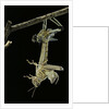 Schistocerca gregaria (desert locust) - emerging by Anonymous