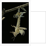 Schistocerca gregaria (desert locust) - emerging by Anonymous