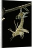 Schistocerca gregaria (desert locust) - emerging by Anonymous