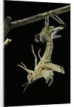 Schistocerca gregaria (desert locust) - emerging by Anonymous