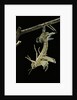Schistocerca gregaria (desert locust) - emerging by Anonymous