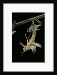 Schistocerca gregaria (desert locust) - emerging by Anonymous