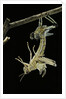 Schistocerca gregaria (desert locust) - emerging by Anonymous