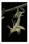 Schistocerca gregaria (desert locust) - emerging by Anonymous