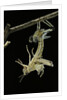 Schistocerca gregaria (desert locust) - emerging by Anonymous