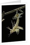 Schistocerca gregaria (desert locust) - emerging by Anonymous